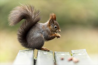 Eurasian red squirrel (Sciurus vulgaris) on a park bench, wildlife, Germany, Europe