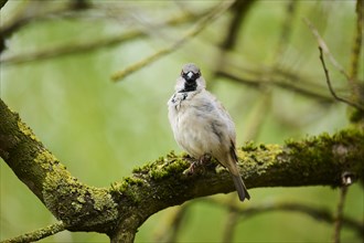 House sparrow (Passer domesticus) sitting on a little branch, Bavaria, Germany Europe