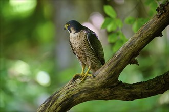 Peregrine Falcon (Falco peregrinus), adult sitting on branch in forest, Bohemian Forest, Czech