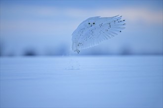 Male Snowy Owl (Nyctea scandiaca) (syn. Bubo scandiaca) shortly after take-off, snow dusting up,