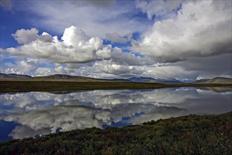 Cumulonimbus clouds reflected in a beaver pond in the subarctic tundra, Denali Highway, Alaska,