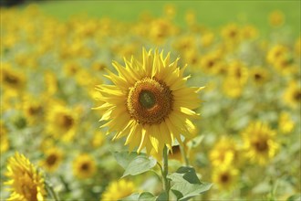 Sunflower (Helianthus annuus), flower in a sunflower field, Hesse, Germany, Europe