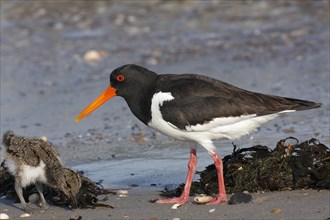 Eurasian oystercatcher (Haematopus ostralegus), adult bird with chicks on the beach, Lower Saxony