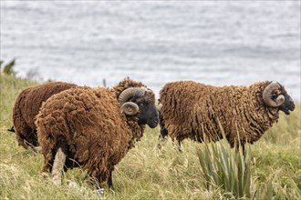 Goats (Capra), Otago Peninsula, New Zealand, Oceania