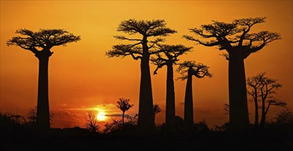 Avenue of the Baobabs, Grandidier's baobab trees silhouetted against orange sunset sky, Menabe