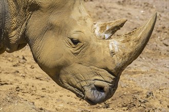 African white rhino, Square-lipped rhinoceros (Ceratotherium simum) close up of head showing large