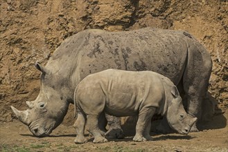 White rhino, Square-lipped rhinoceros (Ceratotherium simum) female with calf