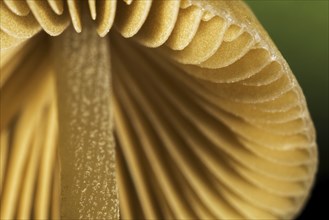 Mushroom, worm's eye view showing underside of cap with gills, lamellas, lamellae