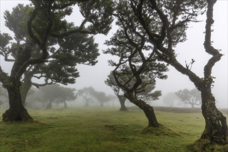 Laurel trees overgrown with moss and plants in the mist, old laurel forest (Laurisilva), stinkwood