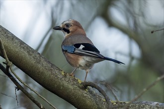 Eurasian jay (Garrulus glandarius), animal portrait, wildlife, Germany, Europe