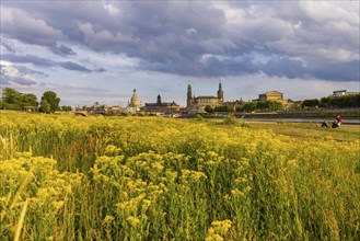 Flowering Elbe meadows in Dresden's Old Town with silhouette