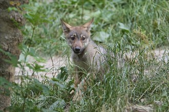 Timber Wolf (Canis lupus), cub, captive, Germany, Europe