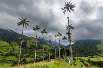 Wax palms largest palms in the world, Cocora valley, Unesco site coffee cultural landscape,