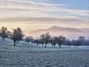 Trees in rough, in the background the Rigi, Hagendorn, Canton Zug, Switzerland, Europe