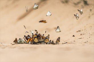 Butterflies gathering on wet sand. Boquet image of a group of butterflies. Butterfly in flight.