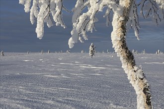 Snow-covered birch on a mountain near SaariselkÃ¤, Lapland, Finland, Europe