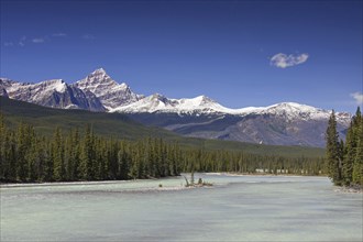 Athabasca River with glacial meltwater carrying rock flour in front of the Rocky Mountains, Jasper