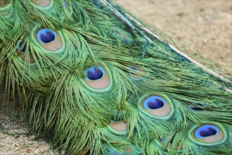 Indian peafowl (Pavo cristatus) feathers, detail, eyes, Spain, Europe