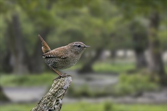 Eurasian wren (Troglodytes troglodytes) (Nannus troglodytes) perched on tree stump in forest