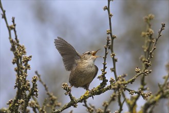 Eurasian wren (Troglodytes troglodytes) male calling from bush