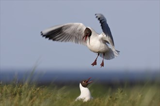 Black-headed Black-headed Gull (Chroicocephalus ridibundus), pair mating in the breeding colony,