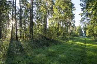 Forest path, mixed forest, Sonnenstern, Barnbruch Forest nature reserve, Lower Saxony, Germany,