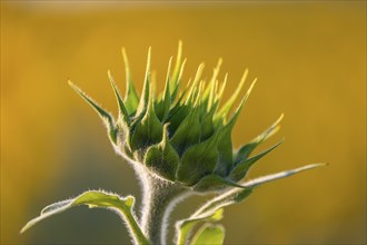 Sunflower (Helianthus annuus), closed flower, Ringgenbach, MeÃŸkirch, Sigmaringen district, Upper