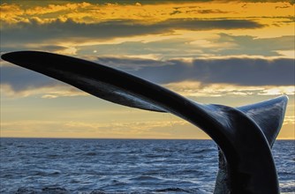 Fluke of a southern right whale (Eubalaena australis), Valdes Peninsula, Atlantic Ocean, Patagonia,