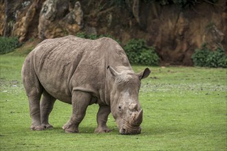 White rhino, Square-lipped rhinoceros (Ceratotherium simum) female grazing grass