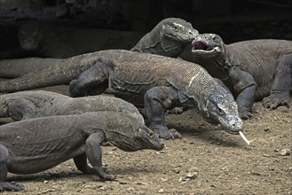 Komodo dragons (Varanus komodoensis), Komodo monitors of the Indonesian islands Komodo, Padar and