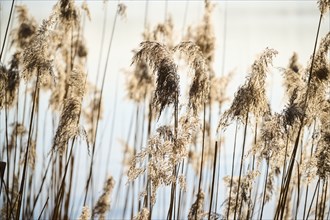 Common reed (Phragmites australis) seeds, detail, Upper Palatinate, Bavaria, Germany, Europe