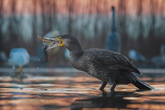 Great cormorant (Phalacrocorax carbo) with catfish as prey, hunting, fishing, sunrise, preying,