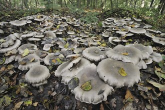 Clouded agaric (Lepista nebularis) Cloud funnel mushrooms forming fairy ring