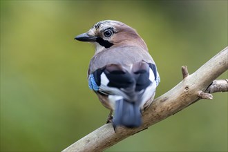 Eurasian jay (Garrulus glandarius), animal portrait, wildlife, Germany, Europe