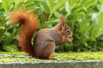 Eurasian red squirrel (Sciurus vulgaris) on a stone, wildlife, Germany, Europe