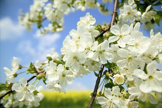 Apple blossom