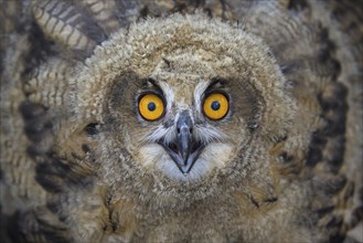 Threat display by Eurasian eagle-owl (Bubo bubo), young European eagle-owl owlet showing lowered