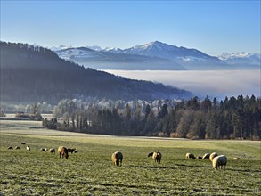 Flock of sheep standing in a meadow, behind a sea of fog with the Rigi, near Baar, Canton Zug,