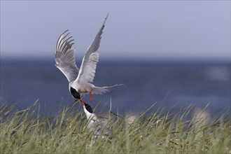 Common Tern (Sterna hirundo), territorial fight of a pair in the colony, dispute between two