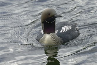 Black-throated loon (Gavia arctica), in splendid dress, looking sideways, Finland, Europe