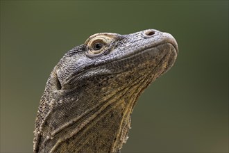 Komodo dragon, Komodo monitor (Varanus komodoensis) close-up, giant lizard native to the Indonesian