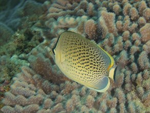 Gorgeous gussy (Chaetodon guttatissimus), dive site Sodwana Bay National Park, Maputaland Marine