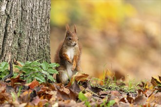 Eurasian red squirrel (Sciurus vulgaris) in a meadow, wildlife, Germany, Europe