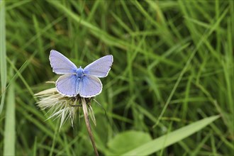 Common blue butterfly (Polyommatus icarus), with spread wings in top view on a blade of grass in a