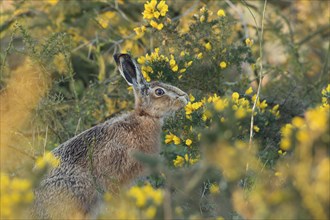 European brown hare (Lepus europaeus) adult feeding on a Gorse bush, Suffolk, England, United