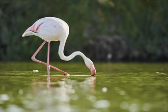 Greater Flamingo (Phoenicopterus roseus) walking in the water, Parc Naturel Regional de Camargue,