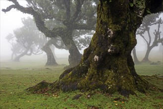 Laurel trees overgrown with moss and plants in the mist, old laurel forest (Laurisilva), stinkwood