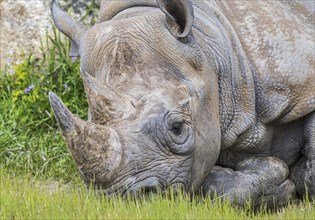 Eastern black rhinoceros, East African black rhinoceros, eastern hook-lipped rhinoceros (Diceros