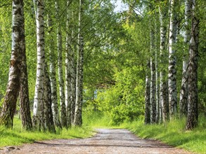 Field path through an avenue of birch trees with fresh greenery in spring, near Mühlhausen,