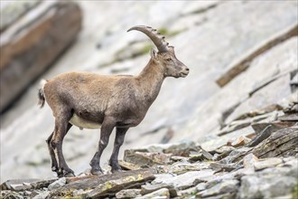 Ibex (capra ibex) in the rocky mountains of the Italian Alps. in the Gran Paradiso National Park.